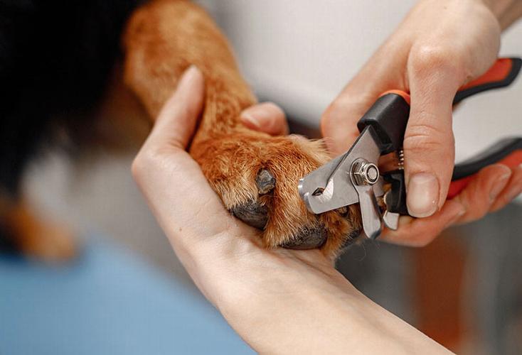 Why should you leave dog nail clipping to the professionals Many owners aren’t sure how often nails should be trimmed, what’s involved in the process, or what can happen if they’re left too long. Here’s everything you need to know.