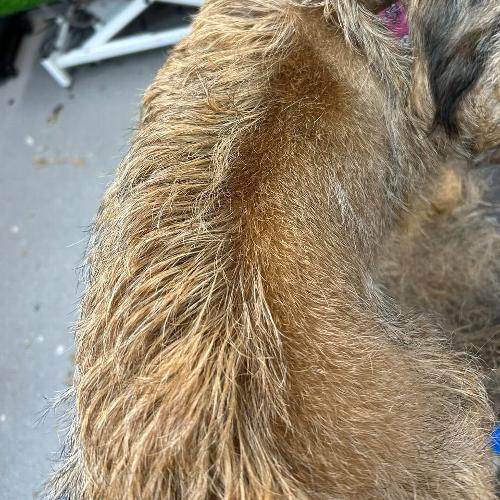 What is hand stripping and is it right for your dog? Hand stripping is a specialist grooming technique used to maintain the natural texture, colour and condition of certain wire-coated dog breeds. Unlike clipping, which cuts the hair, hand stripping removes mature, dead coat from the root to allow new coat to grow through.