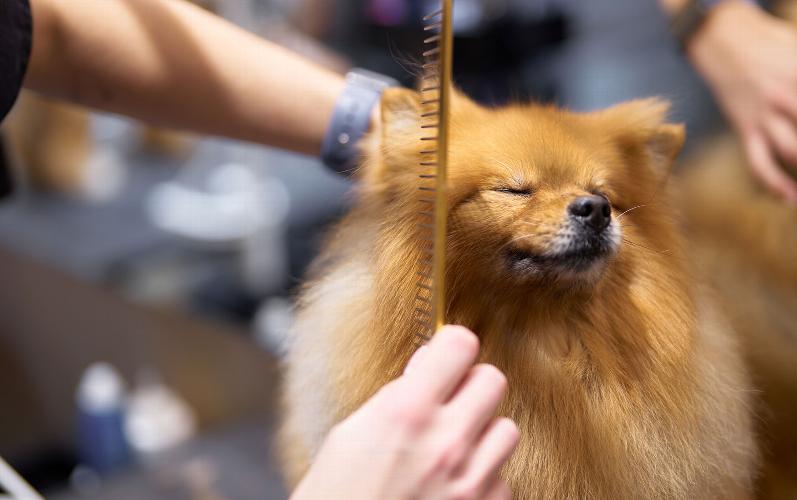 How often should you groom your dog? One of the most common questions we’re asked at The Barking Barbers is: “How often should my dog be groomed?”